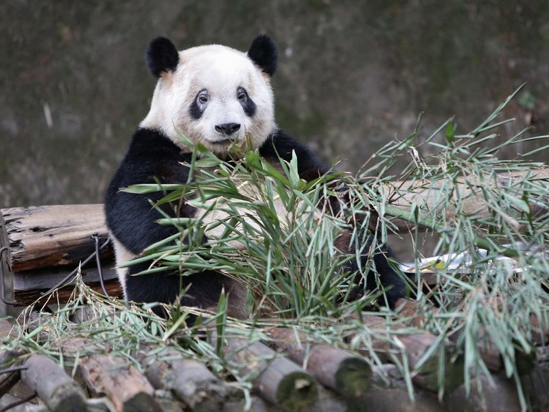 Ждущая панда